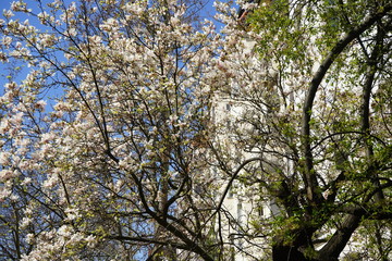 Blühende Bäume, Gebäude, Berlin