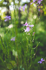 pink flowers in the forest