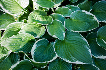 green leaves background