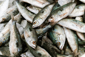 Obraz premium Various fresh sea fishes on ice at market stall. Top view.