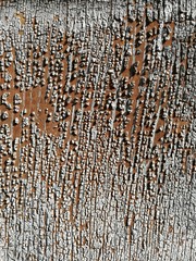 Fototapeta premium Old crackled painted wood texture