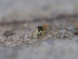 red spider on a green leaf