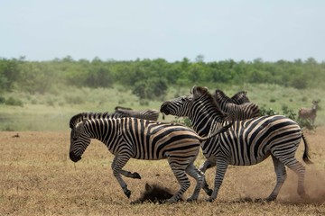 Fototapeta na wymiar Tree zebras running across a field