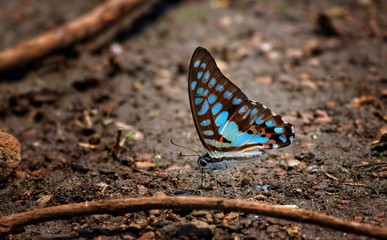 butterfly on a leaf