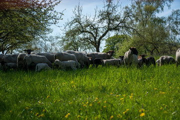 Schafherde