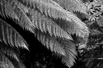 A black and white image of fern fronds in spring