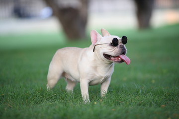 french bulldog wearing sunglasses, on the grass in the park. Beautiful dog breed French Bulldog in...