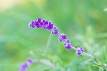春に咲く紫の花