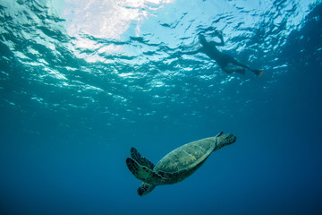 green sea turtle swimming with diver above