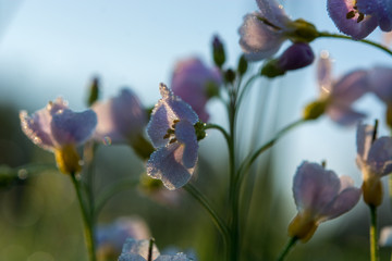 Blumen auf der Wiese