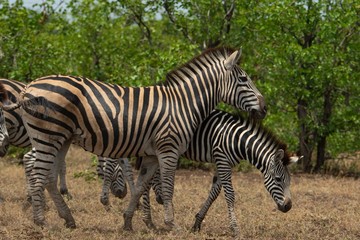 Fototapeta na wymiar Mum and son zebras on the savanna.