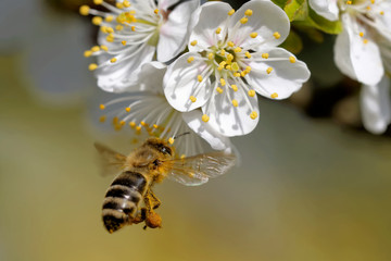 Biene bestäubt eine Blüte