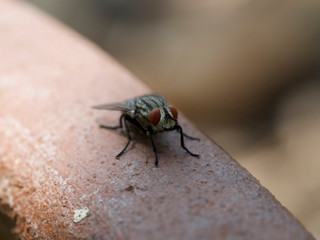 fly on a leaf