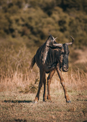 A young male wildebeest in the African bush.