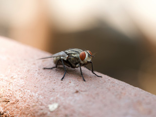 fly on leaf macro shot 