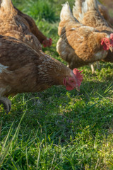 Freiland-Hühner auf Bauernhof mit grüner wiese