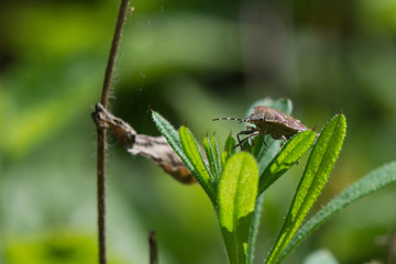 exotische Insekten im Wald