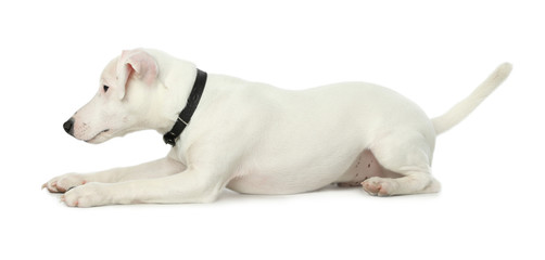 Obraz premium Cute Jack Russel Terrier on white background. Lovely dog