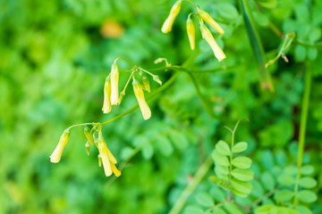 春に咲く黄色の花