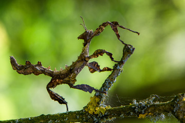 exotische Insekten im Wald