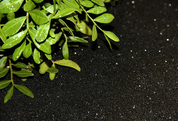 Branches with leaves on a black background with dew drops.