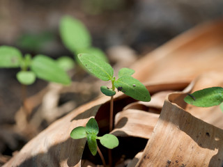 young plant in a pot