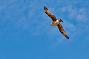 Seagull flying with blue sky background