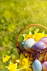 Bright easter eggs in a basket with yellow flowers, bright easter background