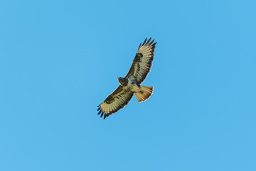 A buzzard soaring over Cornish woodland in Spring