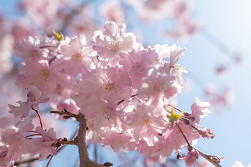 満開の八重桜