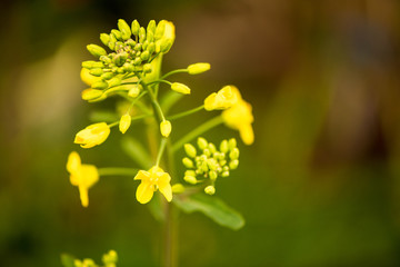 Obraz premium 早春に咲く菜の花