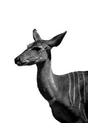 An African antelope fine art portrait