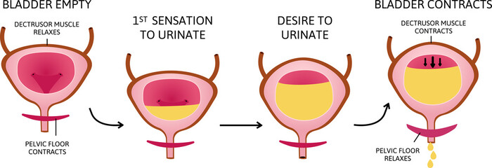 How The Bladder Works. the bladder muscles contract while the sphincter relaxes.