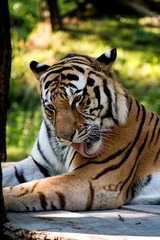 tiger in the zoo