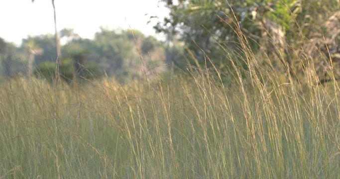 Pastos de sabana en Guinea Bissau