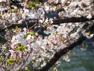 日本の美しい桜