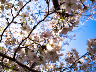 日本の美しい桜