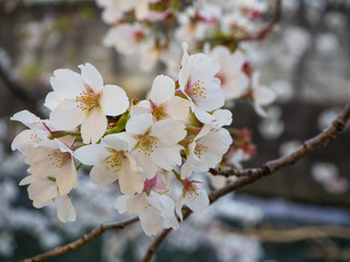 日本の美しい桜
