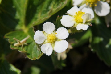 Blossom of a strawberry in closeup