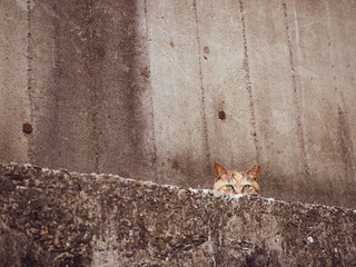 かくてている壁からにゅっと顔を出すかわいらしい猫