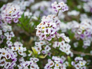 Fototapeta premium 花