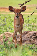 Nyala Baby 1431