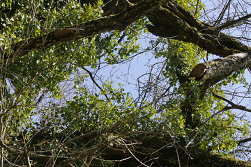 Blick durch ein Blätterdach eines Baumes im Frühling