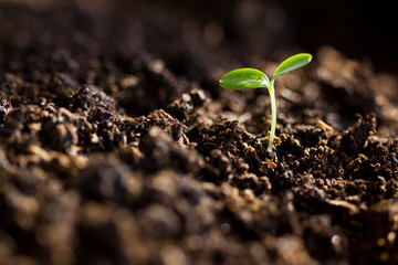 The seedling growing sprout (tree) from the rich soil
