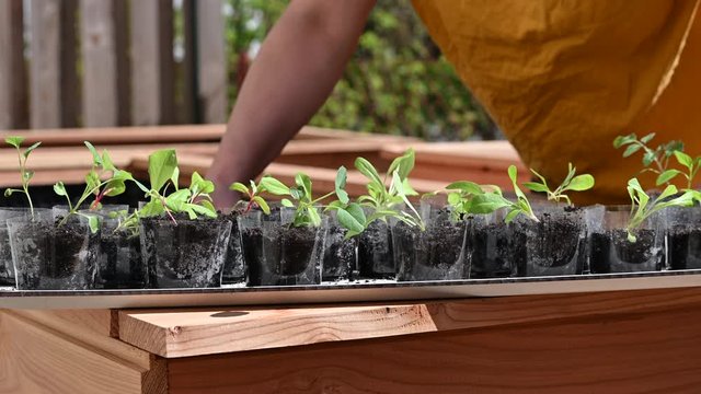 LD Seedling in reused plastic cups sitting on the raised bed and female gardener is planting them