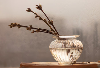 Branches with buds close-up in an old beautiful glass vase with a beautiful light. A Bud on a branch in spring, a kidney on a branch in spring, a bouquet in the morning.
