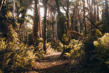 A raphia palm forest during golden hour