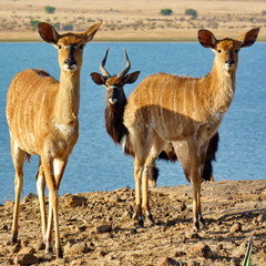 Nyala Familie 883