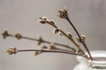 Branches with buds close-up in a glass vase with a beautiful light. A Bud on a branch in the spring, a kidney on a branch in the spring, a bouquet in the morning.