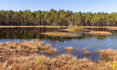 landscape with bog lake, in the foreground bog grass texture